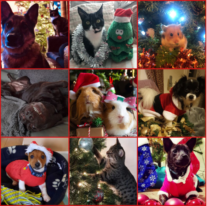 Name:  FestivePets.PNG
Views: 21055
Size:  1.20 MB