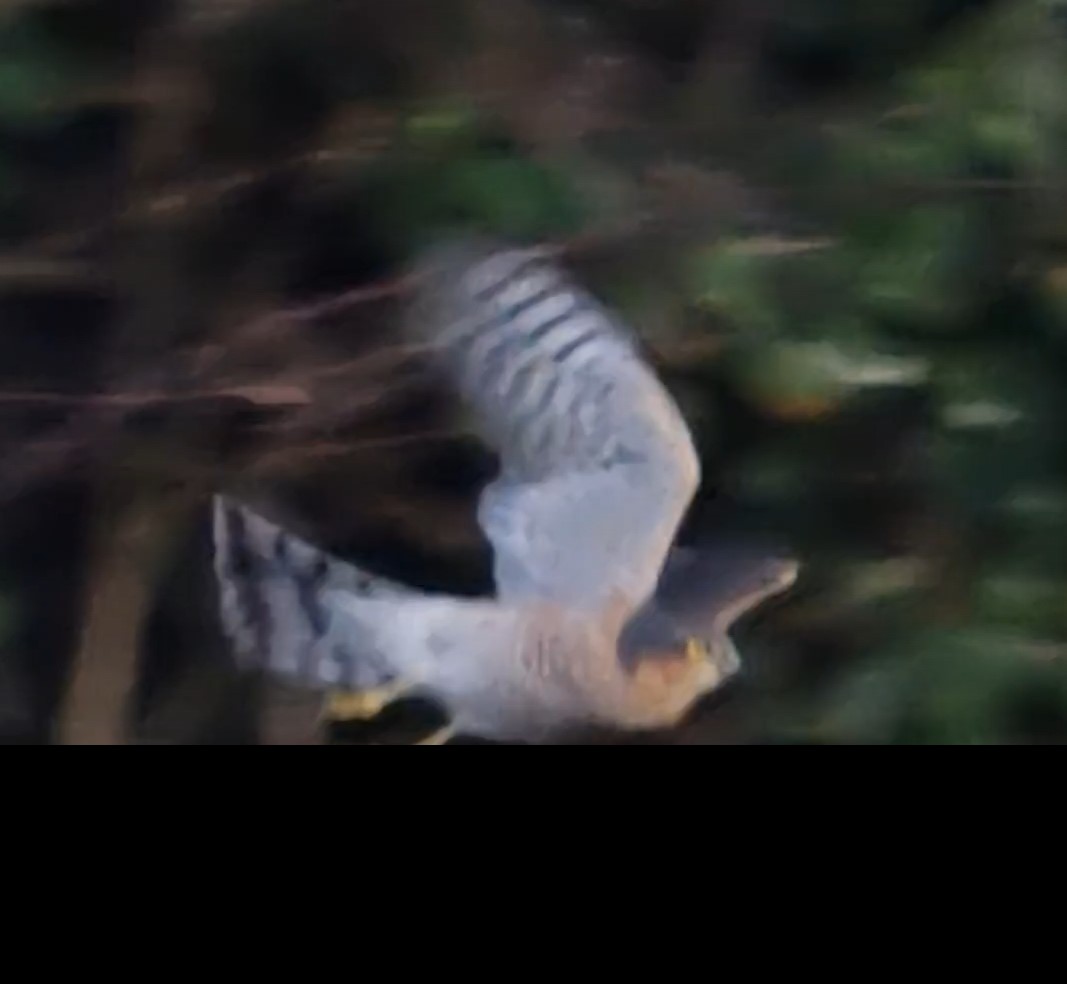 Name:  Screenshot_20220215-123331_Video Player.jpg
Views: 16179
Size:  91.2 KB