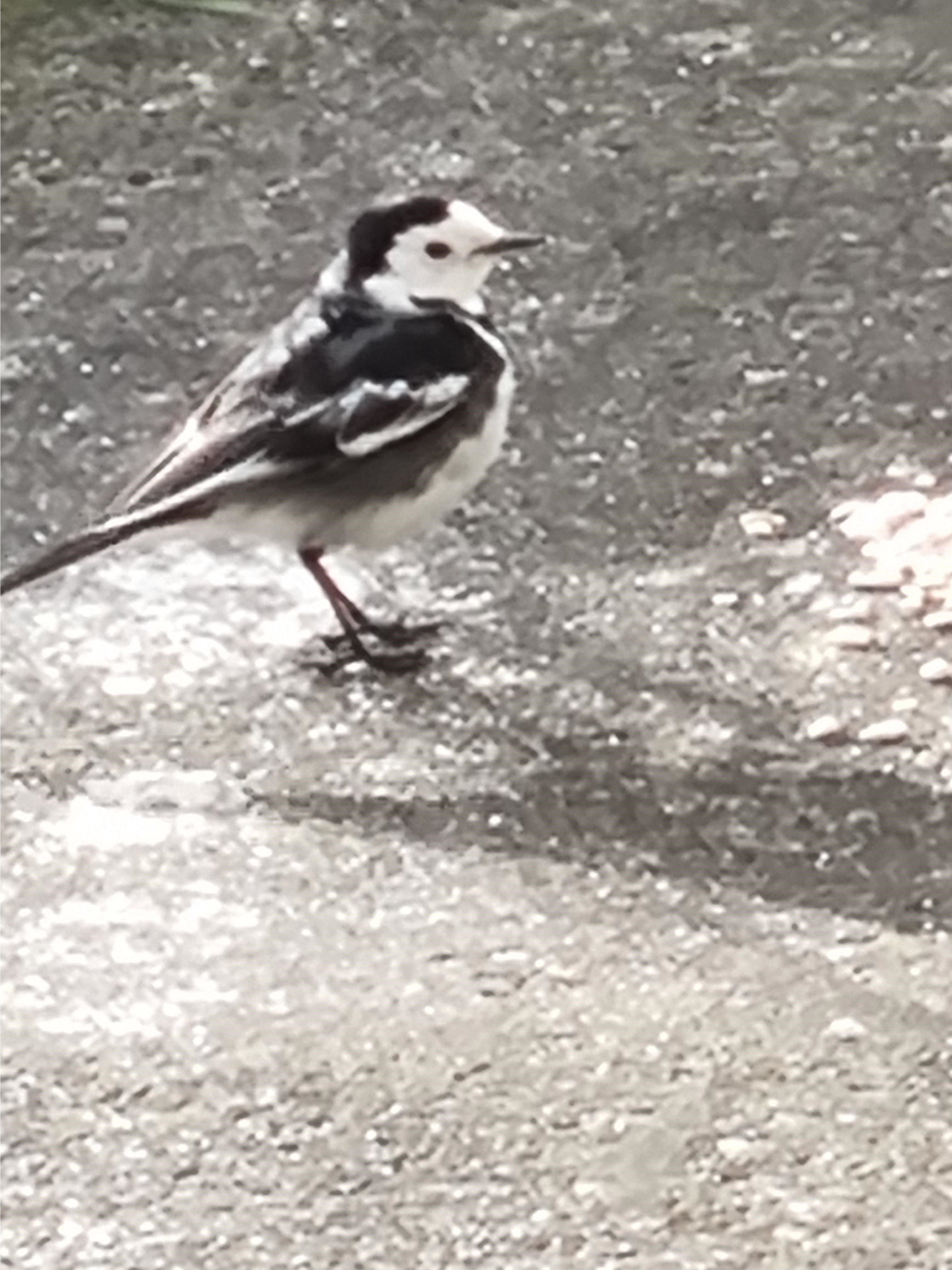 Name:  Bird1.jpg
Views: 8158
Size:  1.07 MB