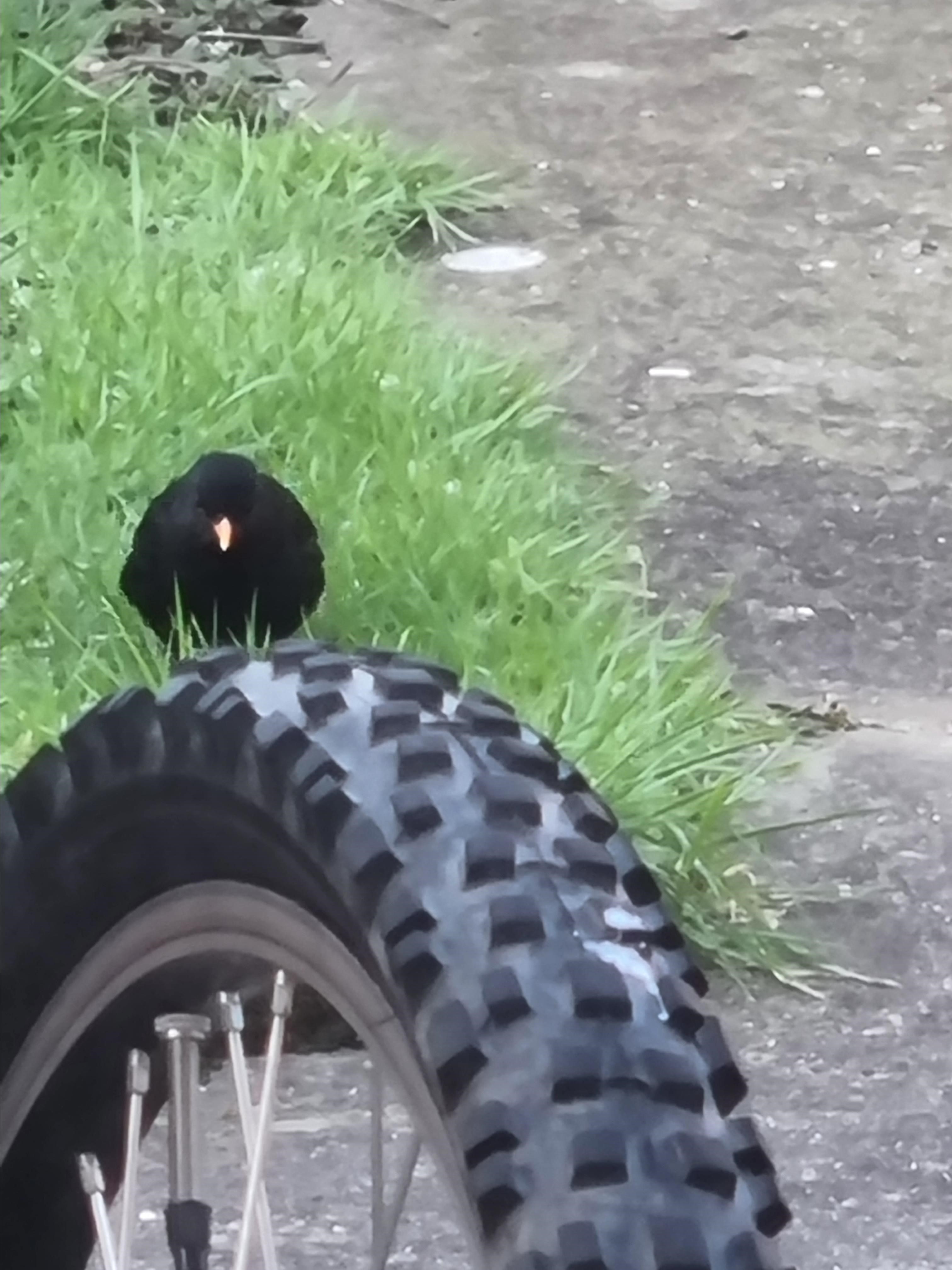 Name:  Bird4.jpg
Views: 8160
Size:  813.3 KB