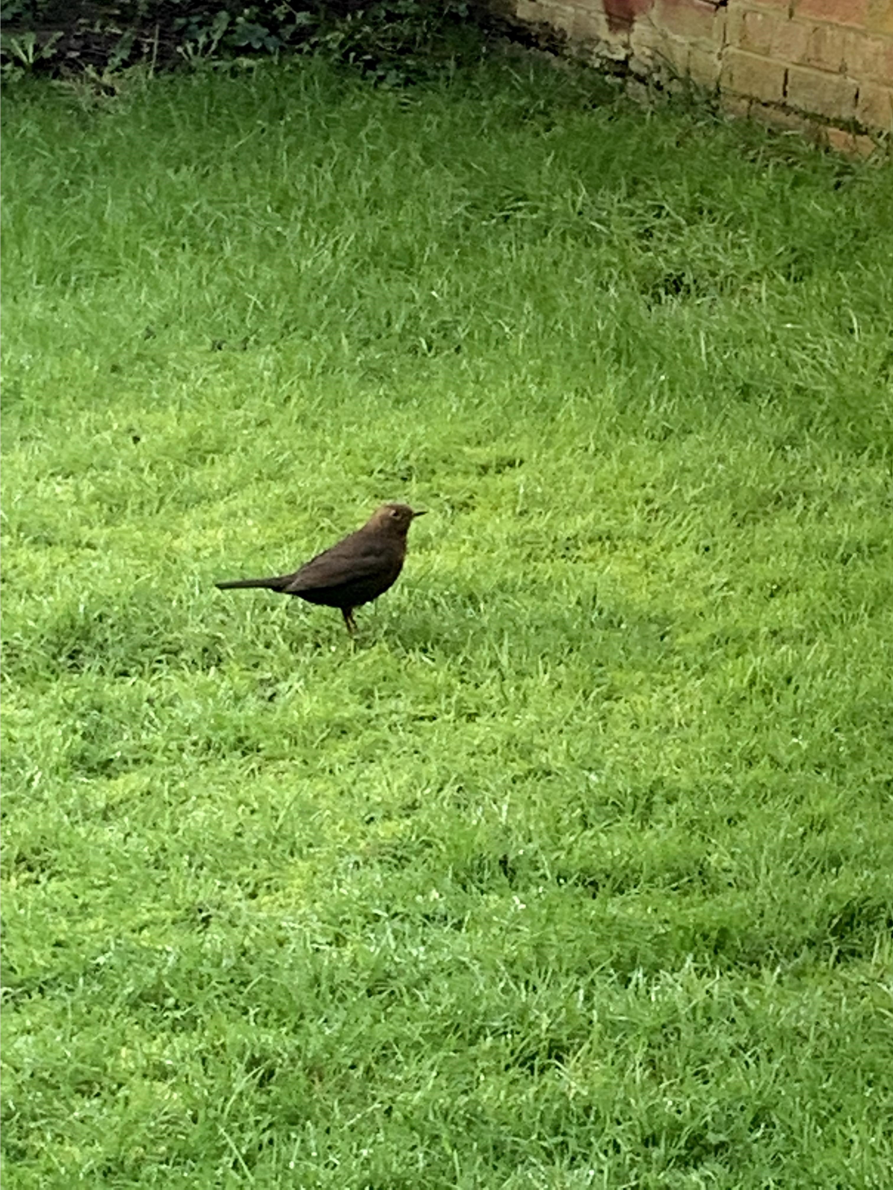 Name:  Bird5.jpg
Views: 8362
Size:  1.56 MB